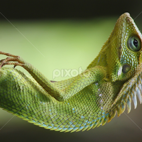 by Jack Jack - Animals Amphibians