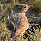 The Crested Lark