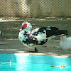 Muscovy Duck