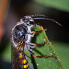 Native Flower Wasp