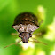 Woundwort Shield Bug