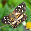 Pale-banded Crescent Butterfly