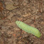 Promethea Silkmoth Caterpillar