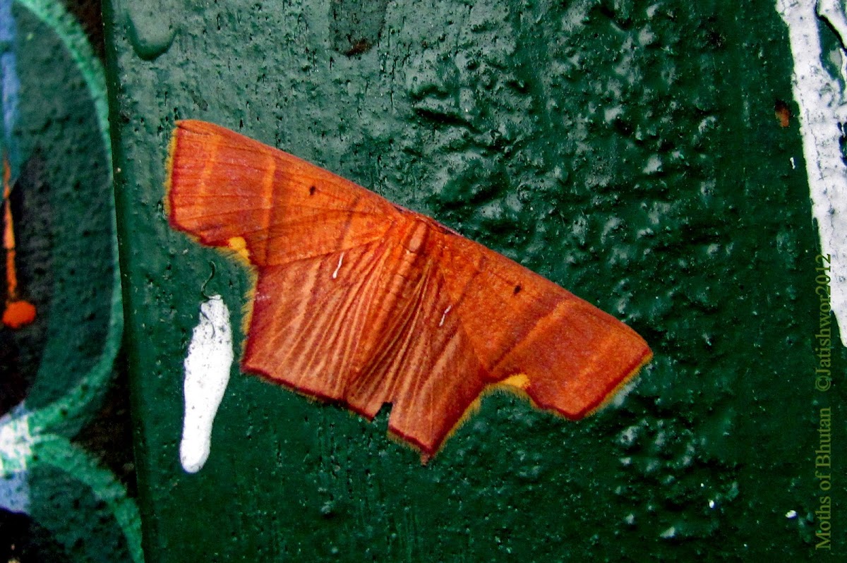 Geometridae-Sterrhinae