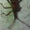 Conifer seed bug, Bladpootwants (dutch)