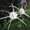 Spring Spider Lily