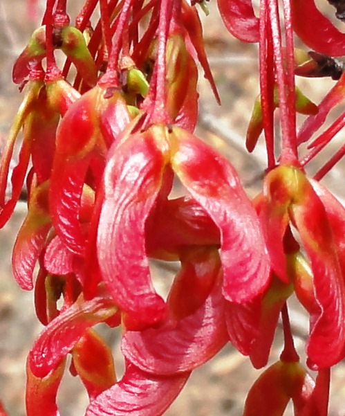 Red Maple (Fruit)
