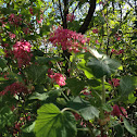 Flowering red currant