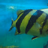 Siamese tiger fish