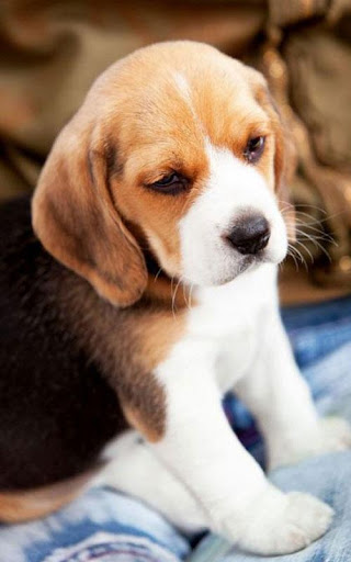 Beagle Wallpapers HD