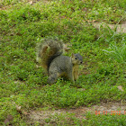 Eastern grey squirrel