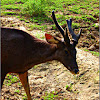 Sambar Deer