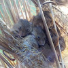 Eurasian harvest mouse