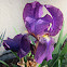 Bearded Iris