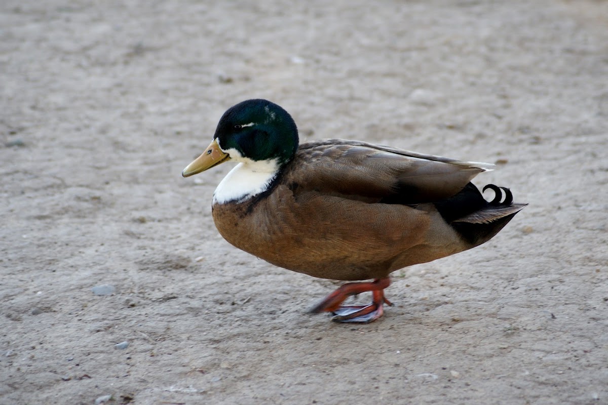 Duclair duck
