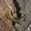 yellow banded millipede