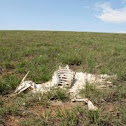 Mongolian Gazelle