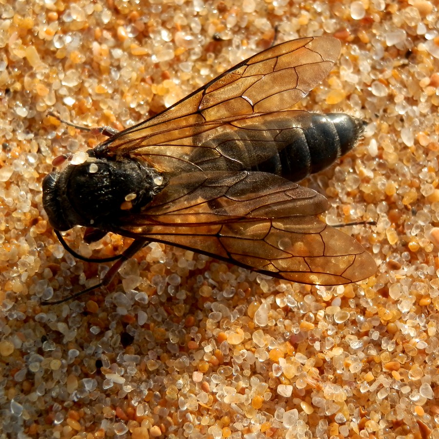 Flower Wasp - male