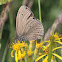 Ringlet - Okáč prosíčkový