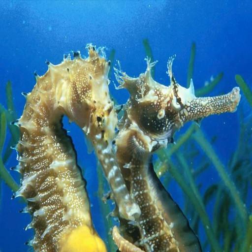 Seahorses Great Live Wallpaper