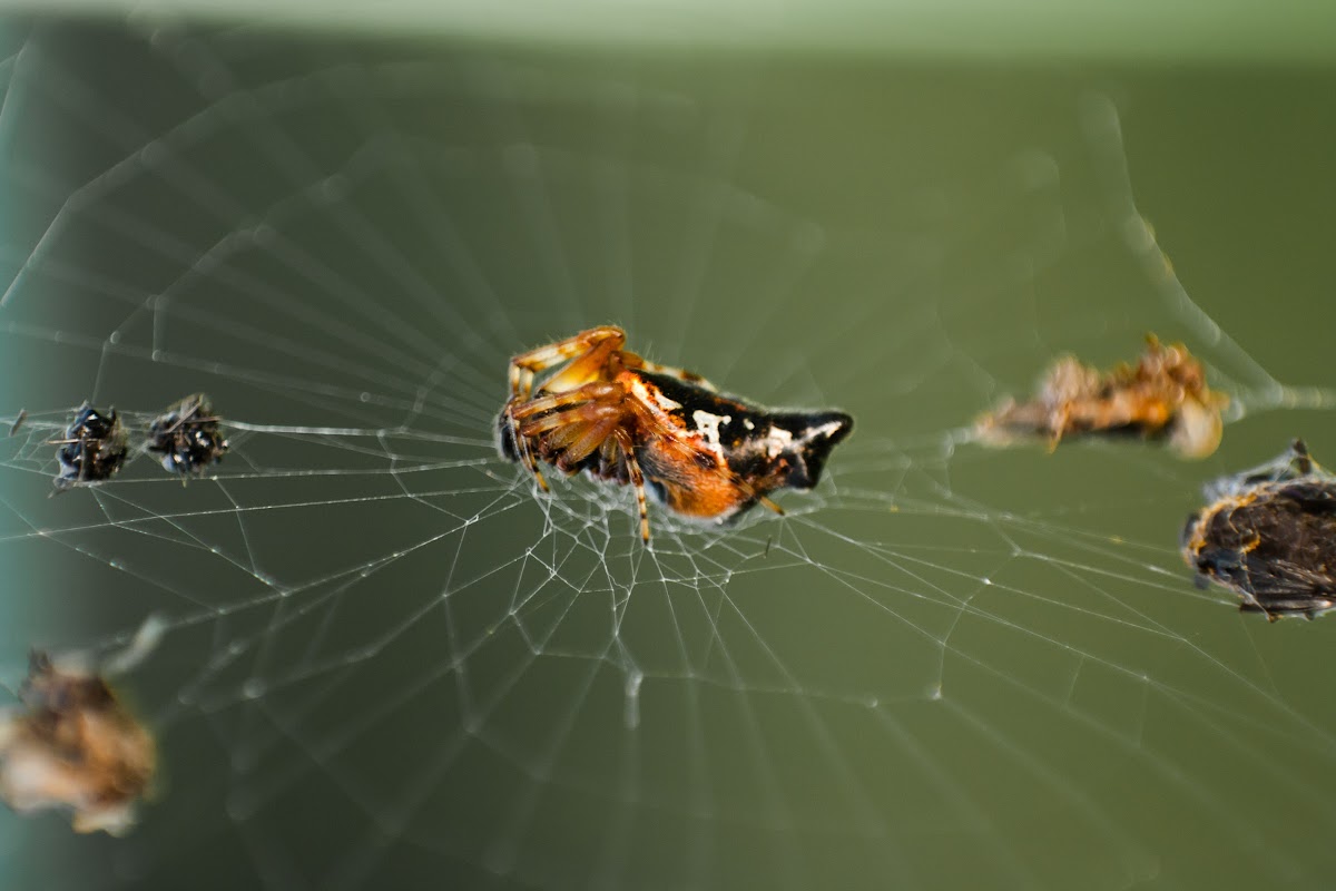 Trash Line Orb Weaver