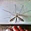 Common Mosquito (Male)