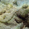 Messmate pipefish