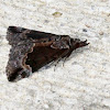 Baltimore hypena moth