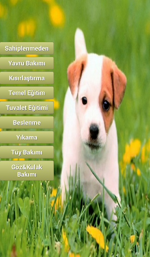 Köpek Bakımı