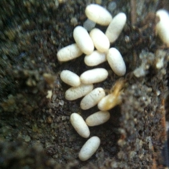 Collection 95+ Images where to find red ant eggs in grounded Latest
