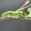 Orchard Swallowtail Caterpillar