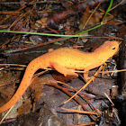 Eastern Newt; Red-Spotted Newt