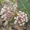 Sandhill milkweed
