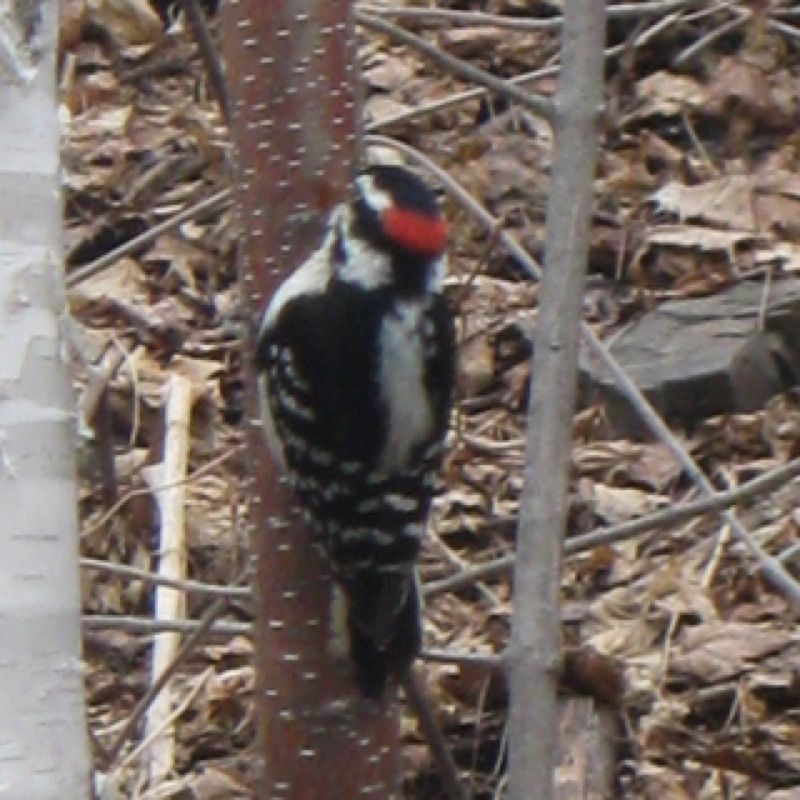 Woodpecker Finn Male