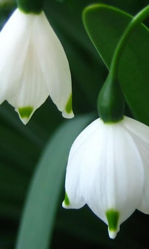 Snowdrops HD Wallpaper