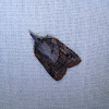 Tufted Apple Bud Moth