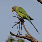 Plum-headed Parakeet (female)