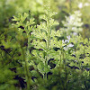 Film Fern (Hymenophyllum cuneatum)