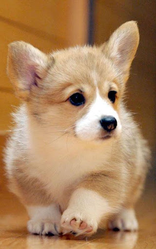 免費下載個人化APP|Pembroke Welsh Corgi Wallpaper app開箱文|APP開箱王