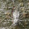 Bark Spider / Two-tailed Spidr