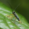 Longhorn beetle