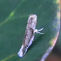 grass moth