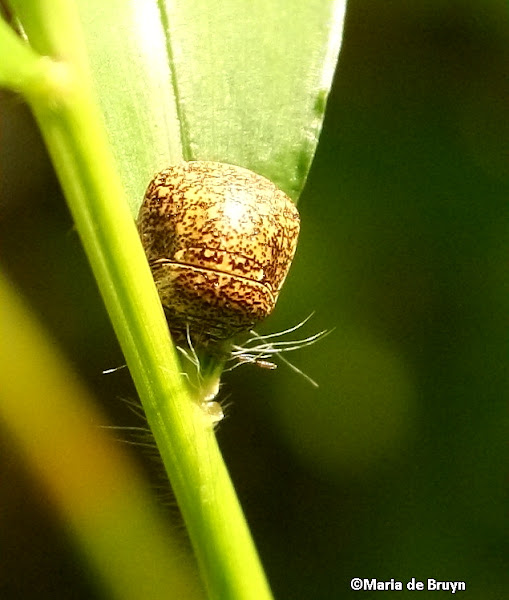 Kudzu bug | Project Noah