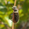 Beetle / Larva saprófita e besouro adulto