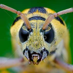 Longhorn Beetle by Percy Photography - Animals Insects & Spiders