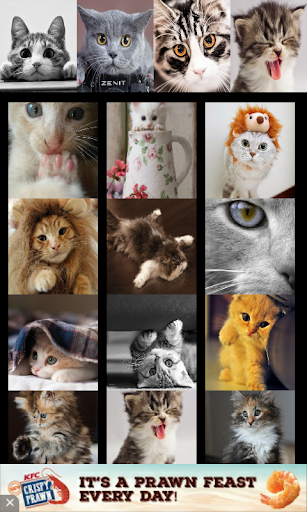Cute Cat Wallpapers HD