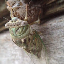Cicada species (fresh out of the shell!)