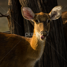 :P by Saurabh Midha - Animals Other Mammals