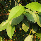 Native australian mangosteen