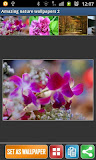 Amazing wallpaper 2 by Drac